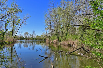 Fototapeta premium Basiglio, primavera in fiore nei laghi di Basiglio, Lombardia, Italia,