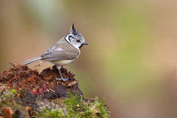 czubatka (Lophophanes cristatus) © Grzegorz