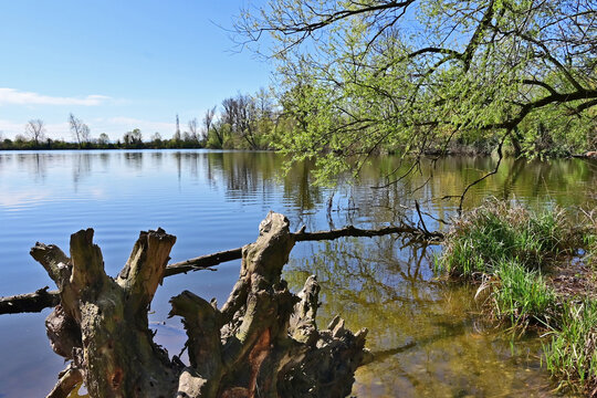 Basiglio, primavera in fiore  nei laghi di Basiglio, Lombardia, Italia,