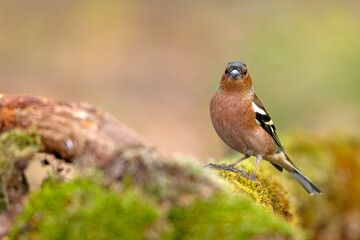 zięba (Fringilla coelebs) © Grzegorz