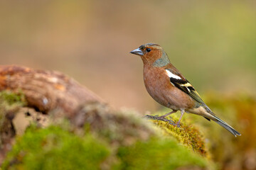 zięba (Fringilla coelebs) © Grzegorz