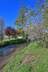 Obraz premium Basiglio, primavera in fiore nei canali, rogge e parchi di Basiglio, Lombardia, Italia,