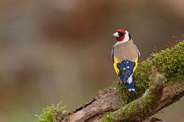 szczygieł (Carduelis carduelis) © Grzegorz