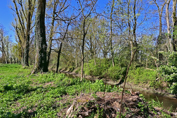 Fototapeta premium Basiglio, primavera in fiore nei canali, rogge e parchi di Basiglio, Lombardia, Italia,