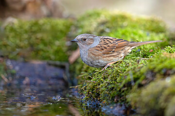 Pokrzywnica (Prunella modularis) © Grzegorz