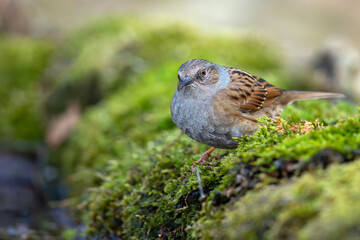 Pokrzywnica (Prunella modularis) © Grzegorz
