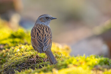 Pokrzywnica (Prunella modularis) © Grzegorz