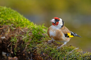 szczygieł (Carduelis carduelis) © Grzegorz