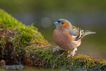 zięba (Fringilla coelebs) © Grzegorz