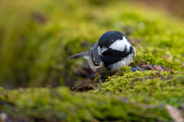 sosnówka (Periparus ater) © Grzegorz