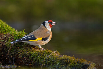 szczygieł (Carduelis carduelis) © Grzegorz