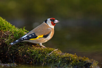szczygieł (Carduelis carduelis) © Grzegorz