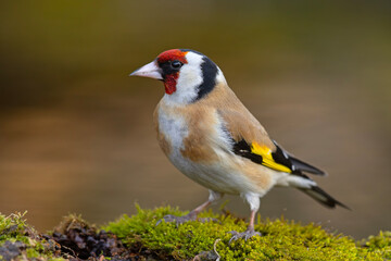 szczygieł (Carduelis carduelis) © Grzegorz
