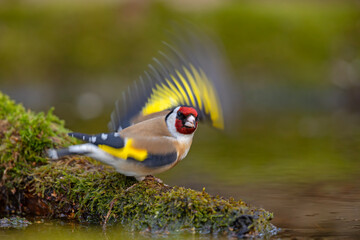 szczygieł (Carduelis carduelis) © Grzegorz