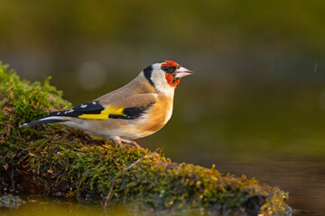 szczygieł (Carduelis carduelis) © Grzegorz