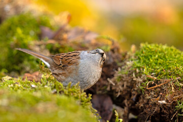 Pokrzywnica (Prunella modularis) © Grzegorz