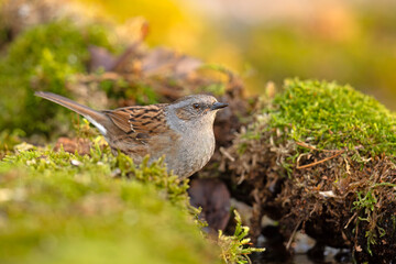 Pokrzywnica (Prunella modularis) © Grzegorz