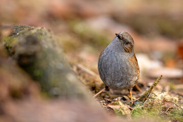Pokrzywnica (Prunella modularis) © Grzegorz