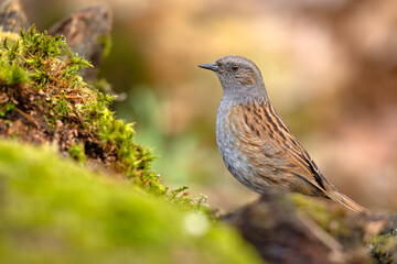 Pokrzywnica (Prunella modularis) © Grzegorz