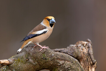 grubodziób (Coccothraustes coccothraustes) © Grzegorz