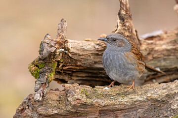 Pokrzywnica (Prunella modularis) © Grzegorz