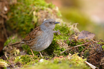 Pokrzywnica (Prunella modularis) © Grzegorz