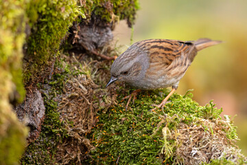 Pokrzywnica (Prunella modularis) © Grzegorz