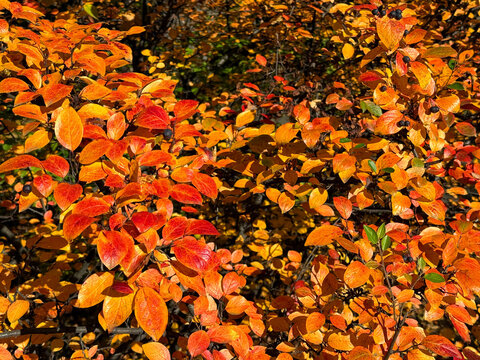 Cotoneaster bush in the autumn park.