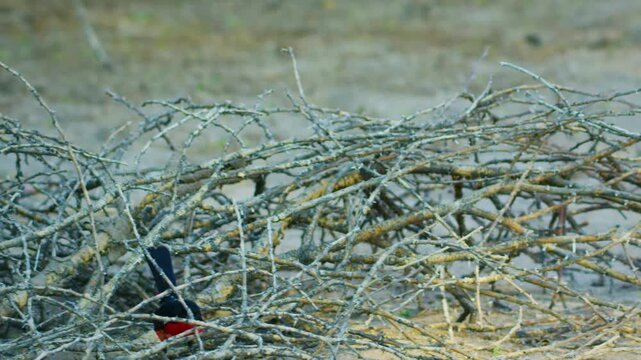 Close up of a  crimson-breasted shrike (Laniarius atrococcineus )  in bushes.