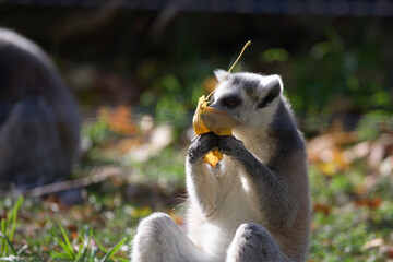Naklejka premium Ring Tailed Lemur Enjoying a Snack
