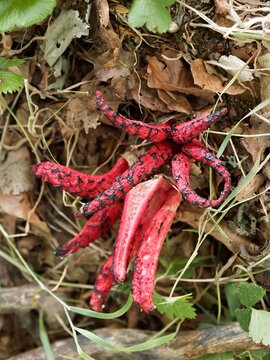 Clathrus archeri | Tintenfischpilz mit blassroten offener Arme tr&auml;gt eine klebrige, olivschwarze Schleimschicht Erscheint auf einer B&ouml;schung aus Buchenbl&auml;ttern im Schwarzwald in Deutschland

