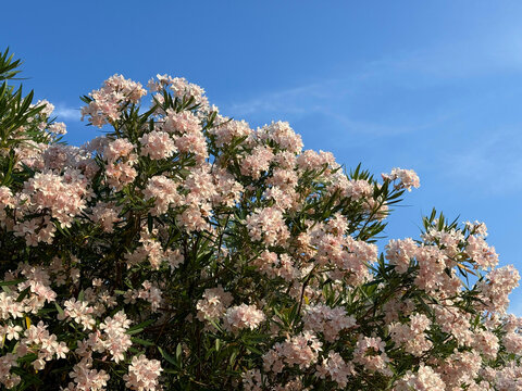 Nerium oleander shrub.