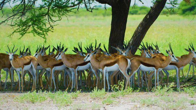 A big herd of African Springboks antelopes (Antidorcas marsupialis) Gathered under shade of trees in savannah of Botswana.