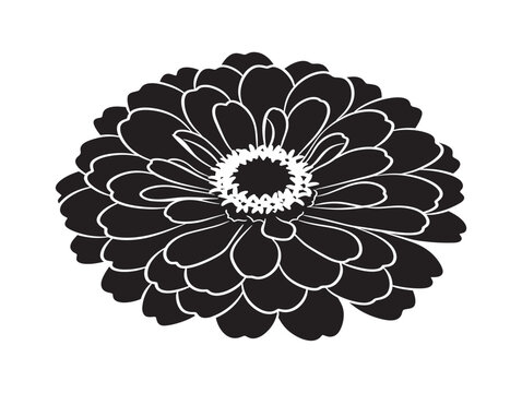 Colorful zinnia bloom silhouette vector with vibrant summer garden line art