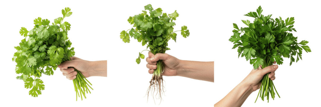Person holding fresh organic green cilantro and parsley herb bunches isolated on white background