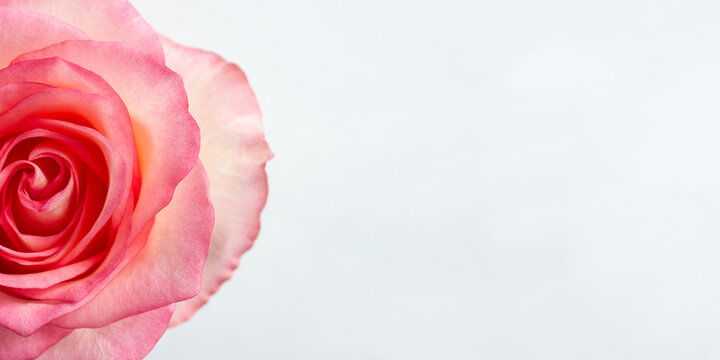 Close up of half of fresh pink rose. Horizontal macro floral banner with copy space for text and creative design. Selective soft focus