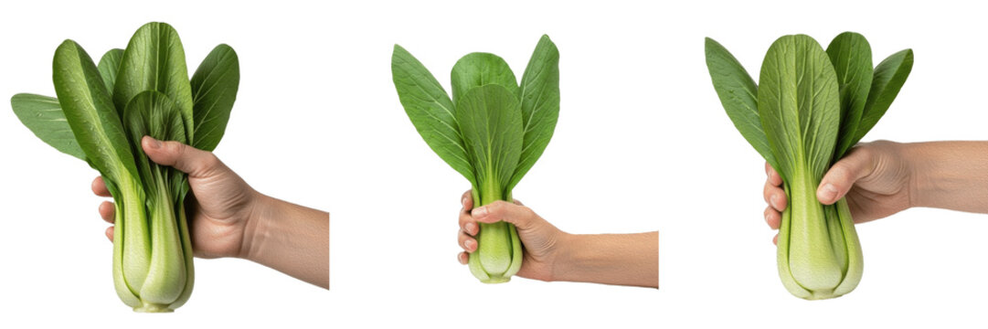 Hand holding fresh organic green bok choy vegetable isolated on white background for asian cuisine