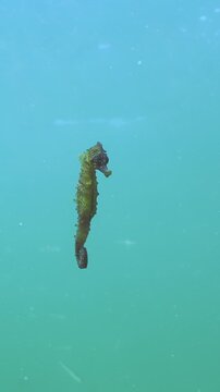Seahorse swims in bluish-green water with school of black sea silversides (Atherina) in background. Beautiful Sea Horse swimming in water column. An underwater scene with Black Sea marine animals.