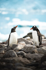 Obraz premium Two Gentoo Penguins Standing on Rocky Shore with Soft Blue Water Bokeh Background - Antarctic Wildlife and Polar Bird Pair