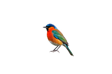 Fototapeta premium Vibrant small bird standing with colorful plumage