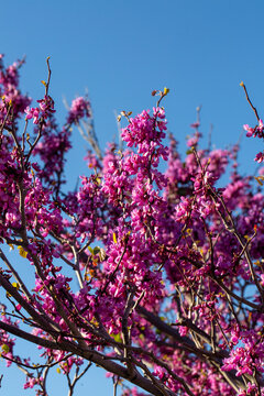 Close up of pink Judas tree flowers Cercis siliquastrum blooming on branch in spring