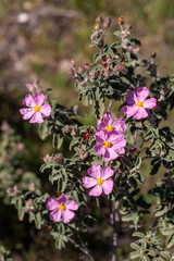 Naklejka premium Close up of pink rockrose Cistus creticus flowers blooming in nature during spring