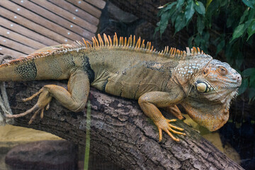 Fototapeta premium Green iguana perched on a tropical tree branch close up portrait