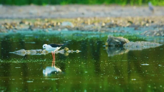 The black-winged stilt (Himantopus himantopus) is a widely distributed very long-legged wader in the avocet and stilt family (Recurvirostridae).