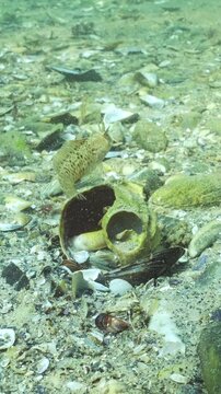 Tentacled blenny (Parablennius tentacularis) sits inside large seashell of Veined rapa whelk (Rapana venosa) and protects its housing while inspecting surrounding area. Underwater scene