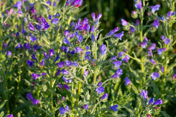 Fototapeta premium Purple vipers bugloss Echium vulgare wildflowers blooming in sunny field in spring