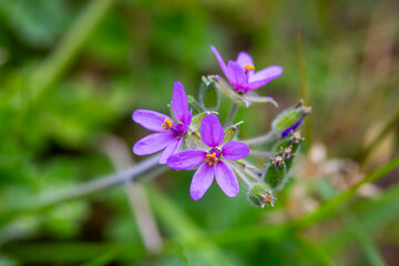 Fototapeta premium Close up of purple common storksbill Erodium cicutarium blooming in nature in spring