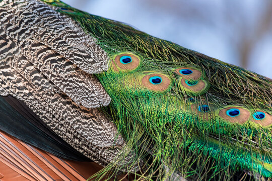 Close-up of male Indian Peafowl (Pavo cristatus) feathers showing iridescent blue plumage, brown wing coverts with black stripes, and green tail coverts with ocelli in Lazienki Park, Warsaw, Poland.