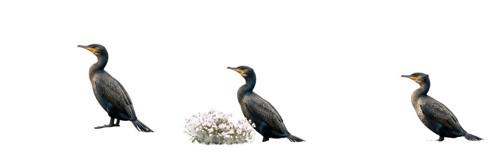 Fototapeta premium Great Cormorant with White Wildflowers Illustration Set - Realistic Aquatic Bird Graphics for Coastal Decor, Wetland Nature Design, and Wildlife Art - High-Quality Isolated Images