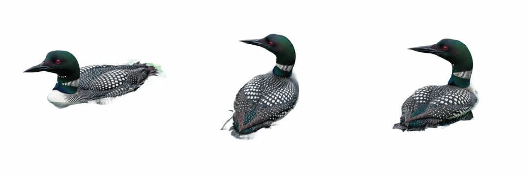 Common Loon Water Bird Illustration Set - Realistic Great Northern Diver Graphics for Lake House Decor, Wildlife Education, and Nature Art - High-Quality Isolated Images